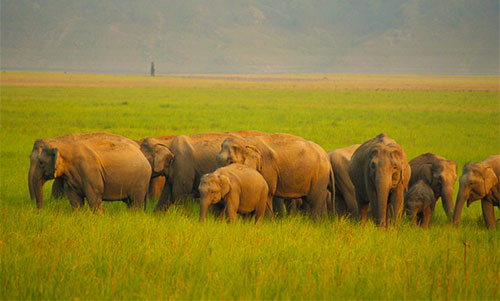Nainital-Kausani-Corbett-Mussoorie