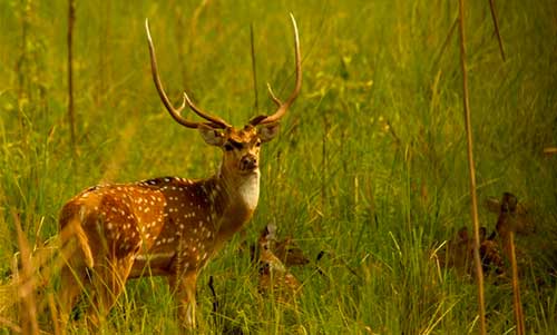 Nainital-Kausani-Corbett-Mussoorie