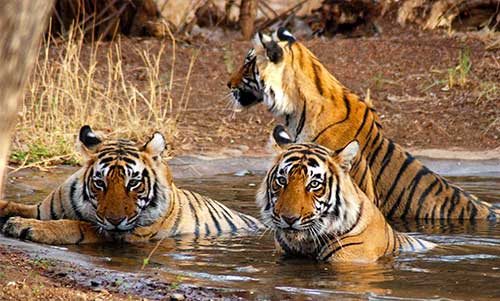 Nainital-Kausani-Corbett-Mussoorie