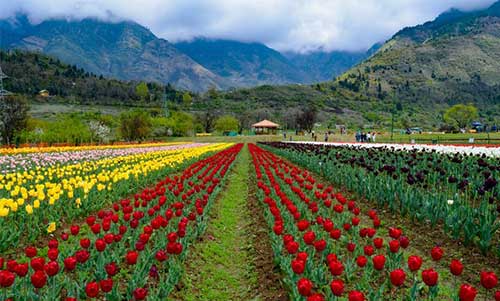Srinagar-Gulmarg-Pahalgaum-Sonmarg